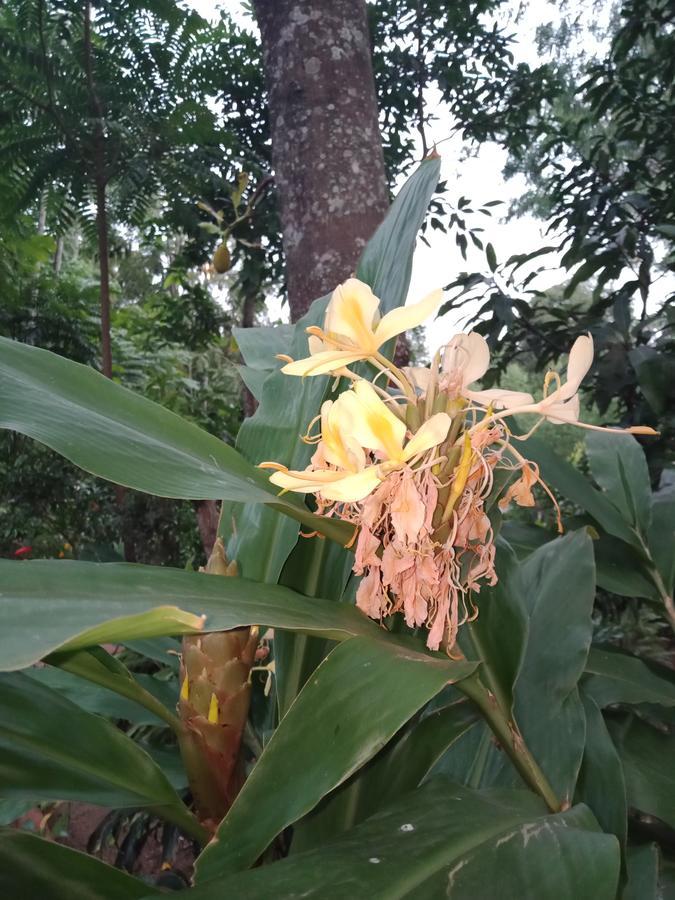 Damsen Homestay เอลลา ภายนอก รูปภาพ
